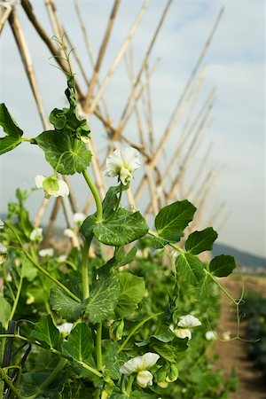 pea - Flowering baby pea vines growing on trellis in field, close-up Foto de stock - Sin royalties Premium, Código: 632-02885475