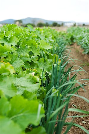 soil farm - Vegetables growing in garden, close-up Foto de stock - Sin royalties Premium, Código: 632-02885477