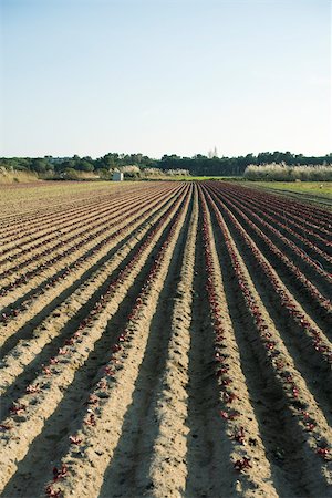 Vegetable seedlings growing in uniform furrows of plowed field Foto de stock - Sin royalties Premium, Código: 632-02885484