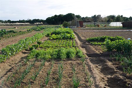 espantalho - Vegetable garden Foto de stock - Sin royalties Premium, Código: 632-02885486