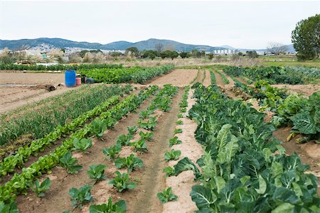 potager - Variété de légumes de plus en plus dans le champ Photographie de stock - Premium Libres de Droits, Code: 632-02885488