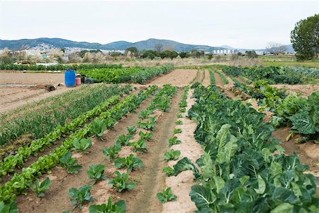 plowing field - Variety of vegetables growing in field Stock Photo - Premium Royalty-Free, Code: 632-02885488