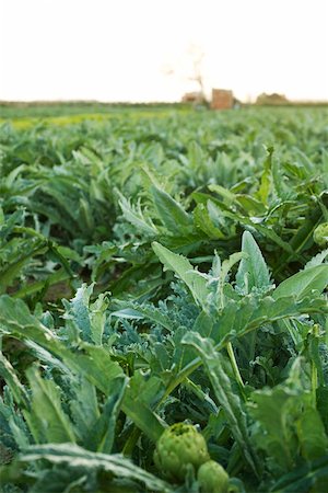 Artichoke plants growing in field Foto de stock - Sin royalties Premium, Código: 632-02885495