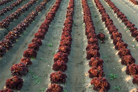 simsearch:633-01572528,k - Rows of merlot lettus growing in field Stock Photo - Premium Royalty-Free, Code: 632-02885496