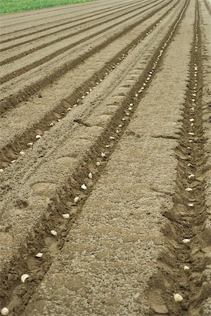 potatoes earth - Potatoes planted in plowed field Stock Photo - Premium Royalty-Free, Code: 632-02885497