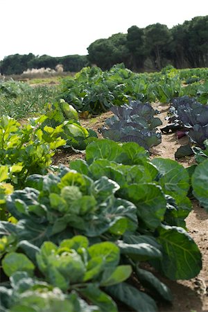 simsearch:632-02885545,k - Cabbage, lettuce growing in vegetable garden Foto de stock - Sin royalties Premium, Código: 632-02885498