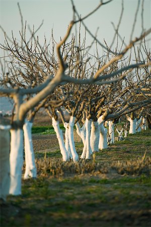 simsearch:632-02885545,k - Bare fruit trees in orchard Foto de stock - Sin royalties Premium, Código: 632-02885492