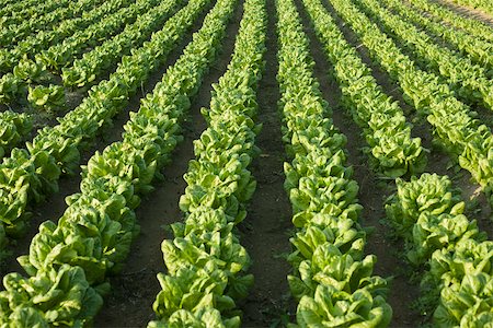 succory - Field of lush chicory plants Stock Photo - Premium Royalty-Free, Code: 632-02885504