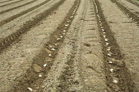 furrow - Potatoes planted in neat furrows Stock Photo - Premium Royalty-Free, Code: 632-02885506