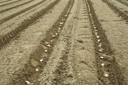 footstep in dirt - Potatoes planted in neat furrows Stock Photo - Premium Royalty-Free, Code: 632-02885506