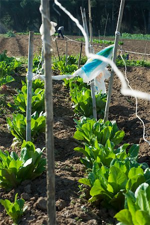 espantalho - Stake with plastic bag waiving in wind above chicory plants growing in vegetable garden Foto de stock - Royalty Free Premium, Número: 632-02885507