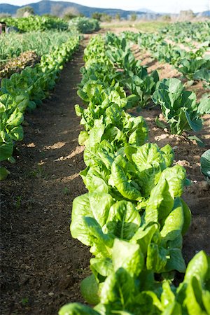 simsearch:632-02885545,k - Chicory growing in vegetable garden Foto de stock - Sin royalties Premium, Código: 632-02885508