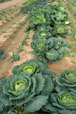 field of cabbages - Cabbage growing in vegetable garden Stock Photo - Premium Royalty-Free, Code: 632-02885500