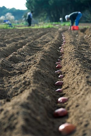 Farmers planting potatoes in plowed field Foto de stock - Sin royalties Premium, Código: 632-02885502