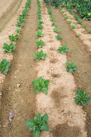 furrow - Vegetables growing in rows in field Stock Photo - Premium Royalty-Free, Code: 632-02885503