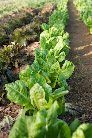 Leaf vegetable growing in vegetable garden Stock Photo - Premium Royalty-Free, Code: 632-02885514