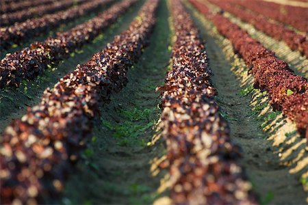 simsearch:6115-06778684,k - Field of merlot lettuce planted in even rows Foto de stock - Sin royalties Premium, Código: 632-02885510