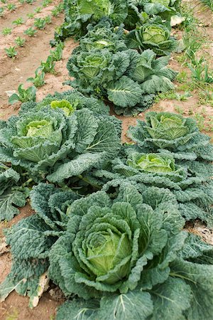 Large heads of cabbage growing in vegetable garden Stock Photo - Premium Royalty-Free, Code: 632-02885512
