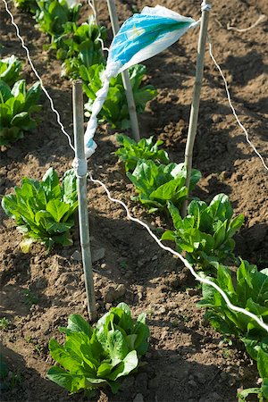 Chicory growing in vegetable garden Stock Photo - Premium Royalty-Free, Code: 632-02885524