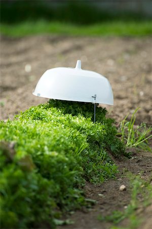 simsearch:632-02885507,k - Couvert de laitue laitue frisée, poussant dans légume jardin Photographie de stock - Premium Libres de Droits, Code: 632-02885525