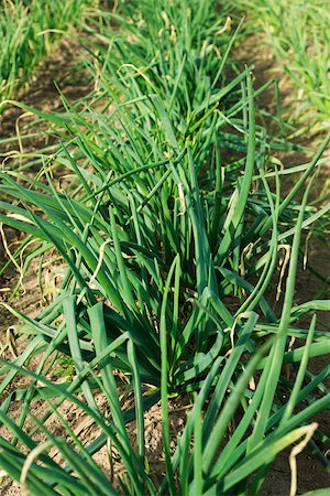 simsearch:632-02885545,k - White onions growing in field Foto de stock - Sin royalties Premium, Código: 632-02885527