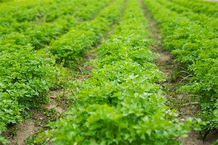 field of herb - Flat leaf parsley growing in field Stock Photo - Premium Royalty-Free, Code: 632-02885520