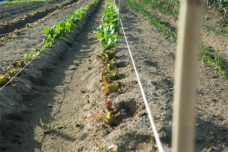 simsearch:632-02885545,k - Rows of batavia lettuce Foto de stock - Sin royalties Premium, Código: 632-02885523