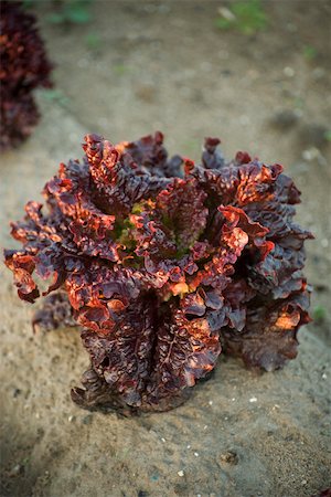 simsearch:632-02885545,k - Head of batavia lettuce growing in vegetable garden Foto de stock - Sin royalties Premium, Código: 632-02885536