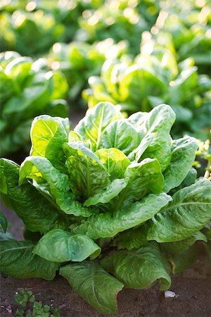 Chicory growing in vegetable garden Stock Photo - Premium Royalty-Free, Code: 632-02885539