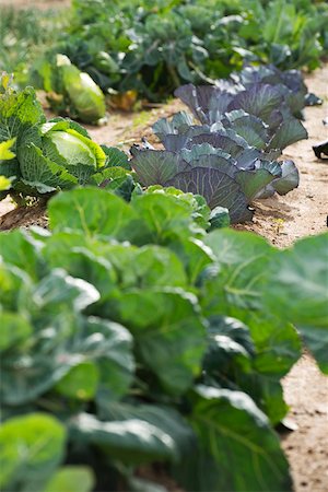 field of cabbages - Assorted cabbage, lettuce growing in vegetable garden Stock Photo - Premium Royalty-Free, Code: 632-02885533