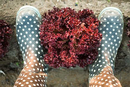 farmers in rubber boots - Head of merlot lettuce framed by pair of polka dotted galoshes viewed from above Foto de stock - Sin royalties Premium, Código: 632-02885544