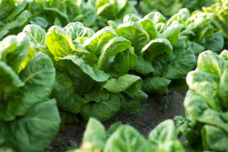 succory - Rows of chicory growing in vegetable garden Stock Photo - Premium Royalty-Free, Code: 632-02885545