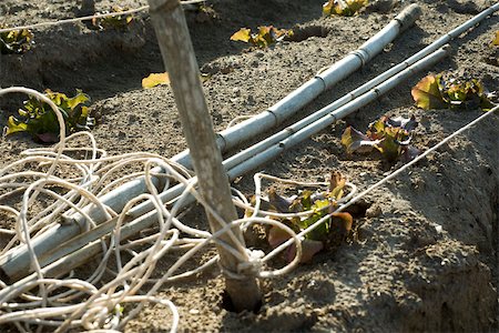 simsearch:632-02885545,k - Gardening stakes, string next to row of sprouting vegetable seedlings Foto de stock - Sin royalties Premium, Código: 632-02885548