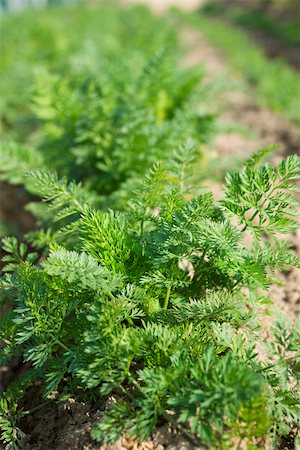 simsearch:632-03027386,k - Grünen Spitzen der Karotten wachsen in Gemüse Garten Stockbilder - Premium RF Lizenzfrei, Bildnummer: 632-02885541