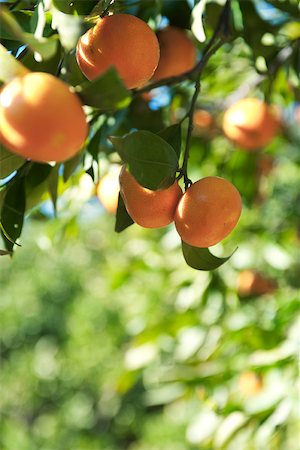 Oranges ripening on branch Foto de stock - Sin royalties Premium, Código: 632-02885543