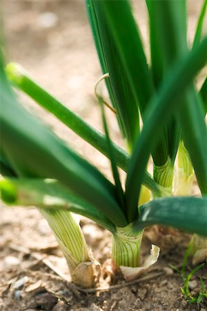 potager - Base d'ail tige, gros plan Photographie de stock - Premium Libres de Droits, Code: 632-02885555
