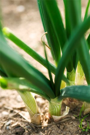 earth day - Base of garlic stalk, close-up Foto de stock - Sin royalties Premium, Código: 632-02885555