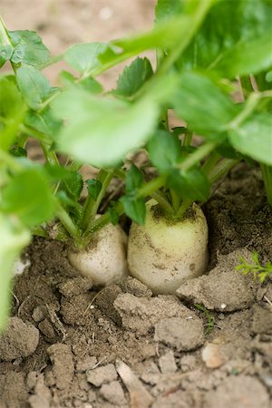 simsearch:632-03027386,k - Rüben wächst im Gemüsegarten, Nahaufnahme Stockbilder - Premium RF Lizenzfrei, Bildnummer: 632-02885558