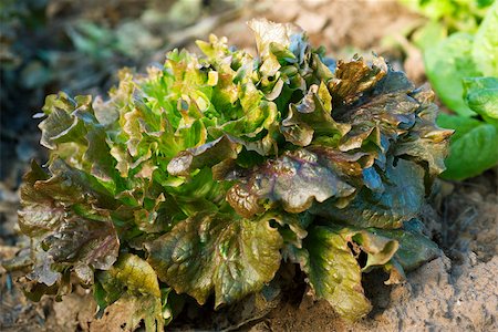 simsearch:632-03027386,k - Batavia Salat wächst in Gemüse Garten Stockbilder - Premium RF Lizenzfrei, Bildnummer: 632-02885559