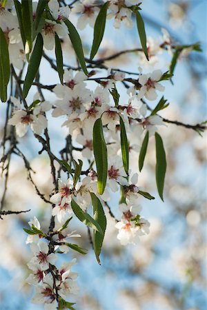 Branch of almond tree in blossom Foto de stock - Sin royalties Premium, Código: 632-02885553