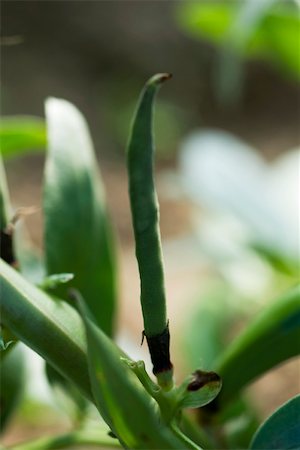 simsearch:633-02885657,k - Broad bean pod, close-up Stock Photo - Premium Royalty-Free, Code: 632-02885564