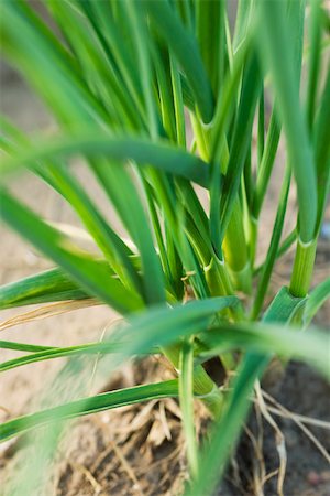 simsearch:632-03027386,k - Knoblauch wächst in Gemüse Garten Stockbilder - Premium RF Lizenzfrei, Bildnummer: 632-02885565