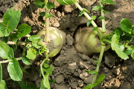 simsearch:632-03027386,k - Rüben wächst im Gemüsegarten, von oben gesehen Stockbilder - Premium RF Lizenzfrei, Bildnummer: 632-02885566
