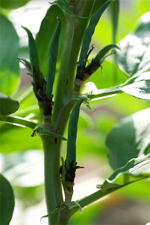 simsearch:633-02885657,k - Broad bean pods on plant stalk Stock Photo - Premium Royalty-Free, Code: 632-02885568