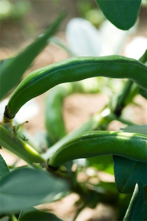 simsearch:633-02417499,k - Broad bean pods growing on plant Stock Photo - Premium Royalty-Free, Code: 632-02885572