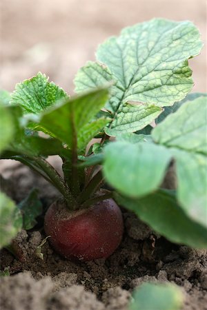 simsearch:632-03027386,k - Rote Radieschen wachsen in Gemüse Garten Stockbilder - Premium RF Lizenzfrei, Bildnummer: 632-03027370