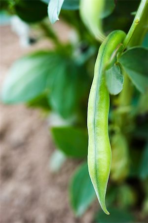 Broad beans growing in vegetable garden, close-up Stock Photo - Premium Royalty-Free, Code: 632-03027386