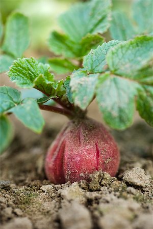 simsearch:632-03027386,k - Rote Radieschen wachsen in Gemüse Garten Stockbilder - Premium RF Lizenzfrei, Bildnummer: 632-03027382