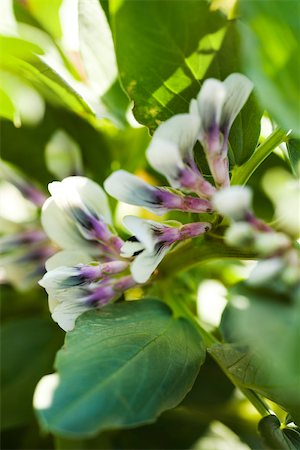 simsearch:632-03898173,k - Broad bean (Vicia faba) plants in flower, close-up Stock Photo - Premium Royalty-Free, Code: 632-03027383