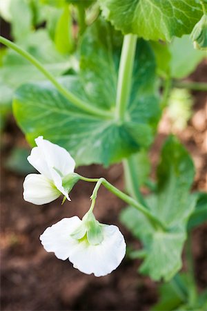 pea - Baby pea plant, close-up Foto de stock - Sin royalties Premium, Código: 632-03027394